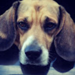 Meet your Posher, Bailey